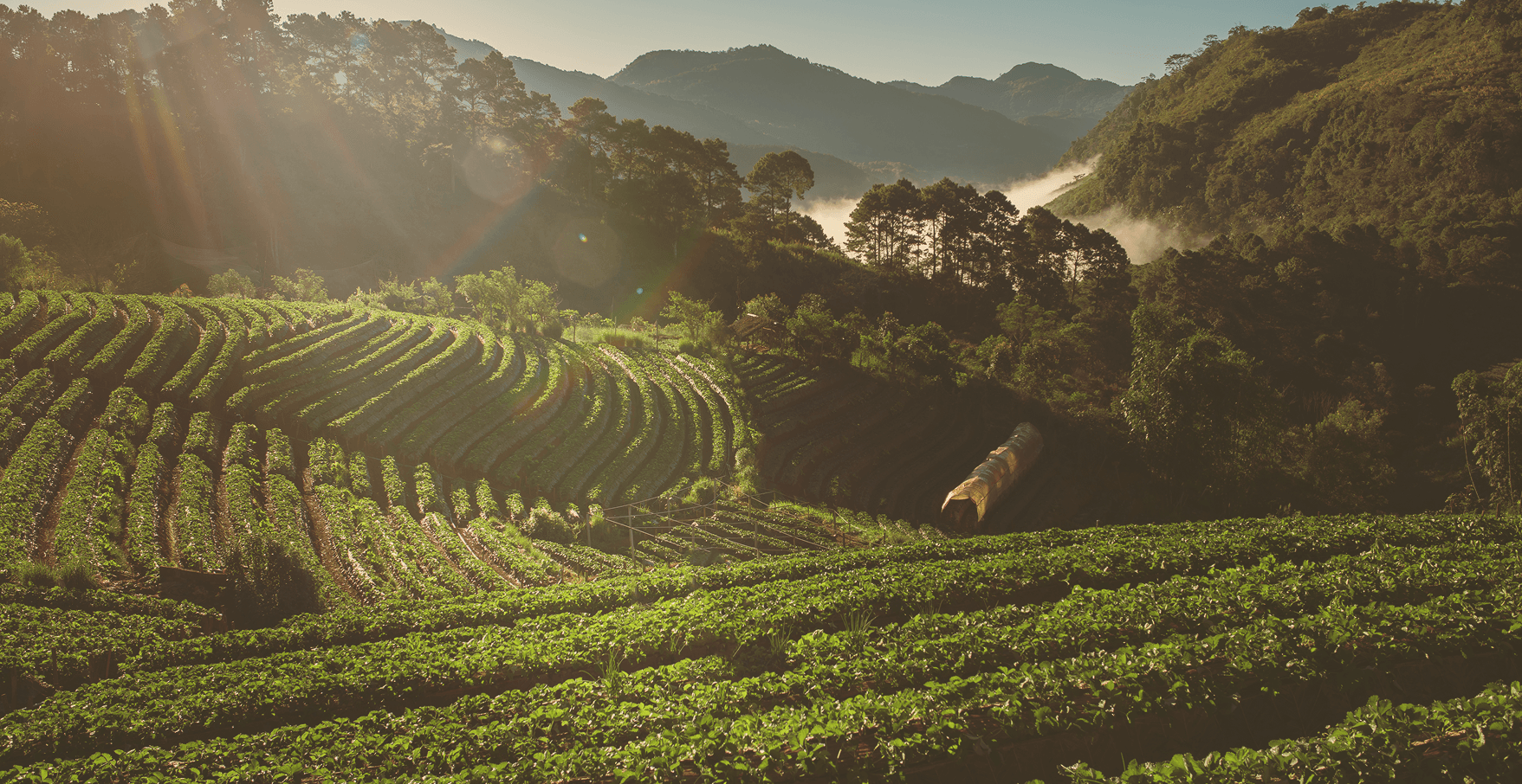 Paisaje y origen de café