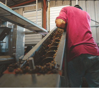 Procesamiento del café